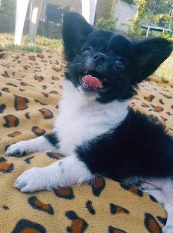 Chiot chihuahua