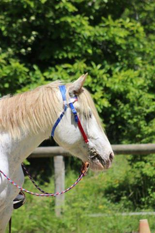 Cheval de randonnée