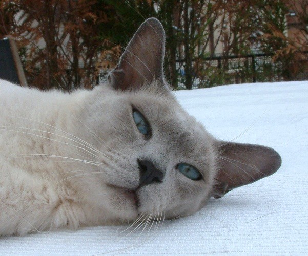 Chat TONKINOIS mâle inscrit au LOOF