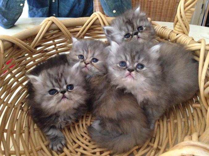 3 chatons persans non loof