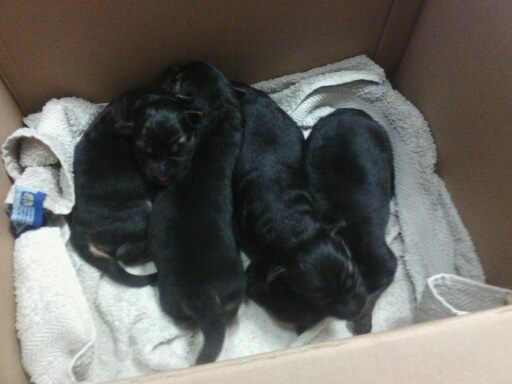 Chiot berger allemend 