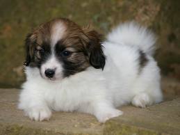 Epagneul Nain continental Papillon type non lof