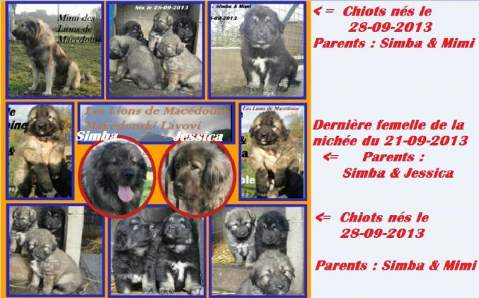 Chien de garde berger yougoslave