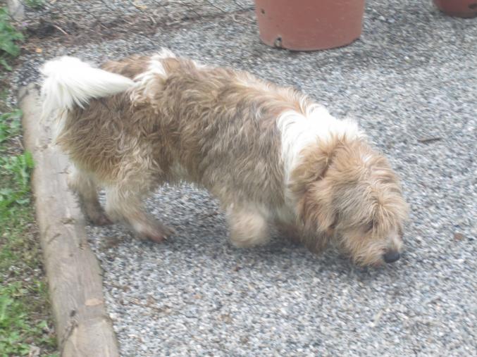 Petit basset griffon vendéen