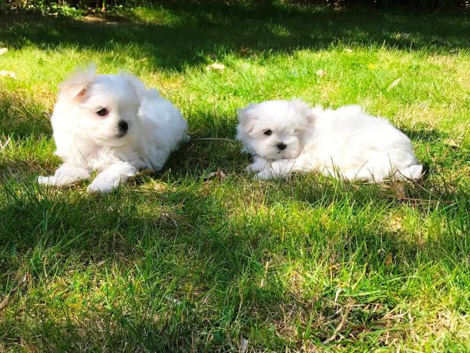 Je vous propose mes chiots Bichon Maltais