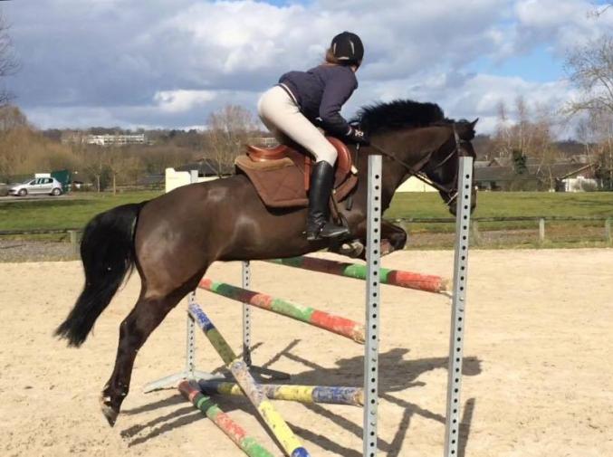 Location poney de sport