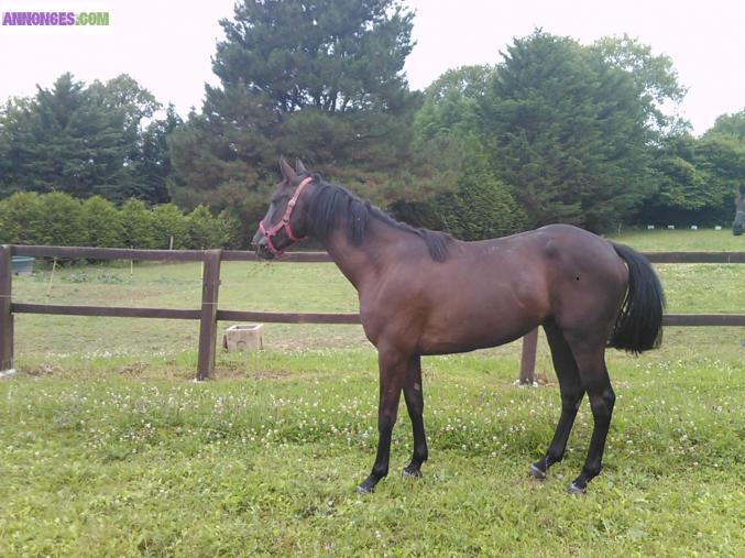 CHEVAL trotteuse 3 ans pour loisirs