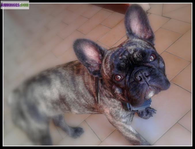 Bouledogue français