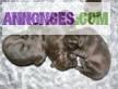 Des chiots Braques Allemand vont naitre le 17/05/2013