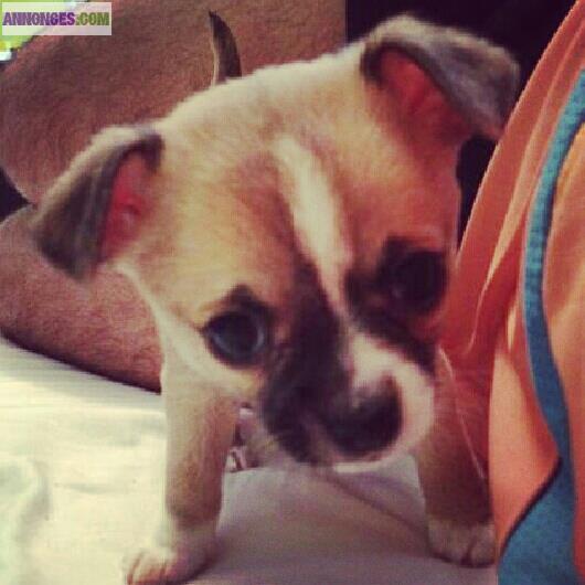 Chiot type chihuahua