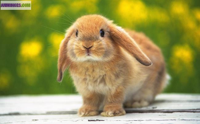 Garde rongeurs  et oiseaux