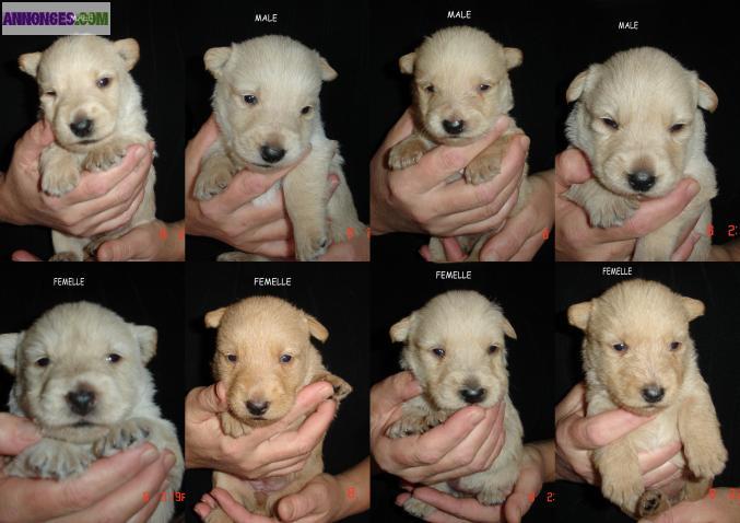 A RESERVER CHIOTS SCOTTISH FROMENT