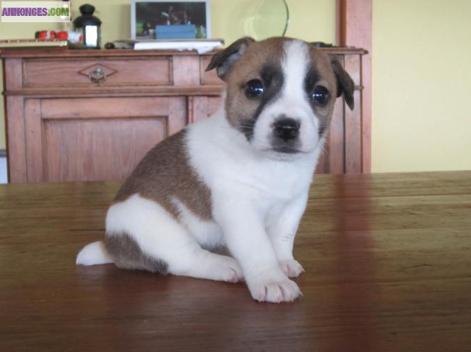 Chiot type jack russel