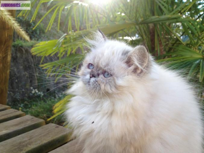 Chatons persans seal tabby point loof