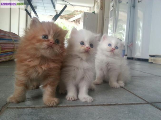 Chatons Type Persans