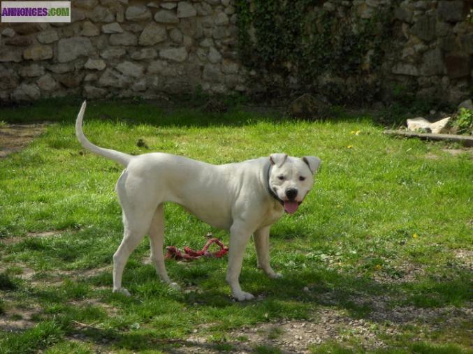 Chiot bouledogue americain