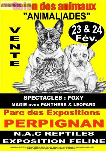 Salont du chiot et du chaton perpignan 23 et 24 février