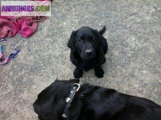 Chiot type labrador
