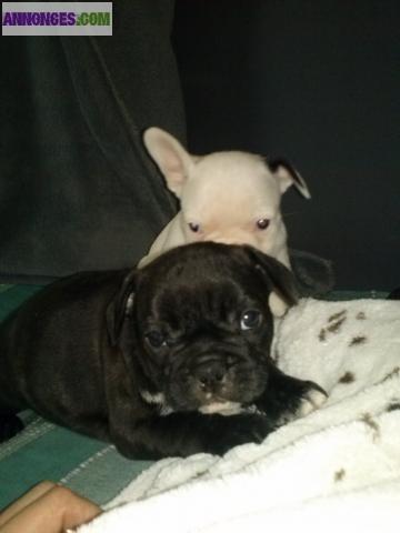 Chiot race bouledogue français