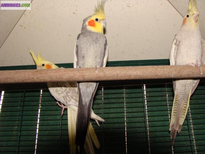 Cage avec couple de calopsite