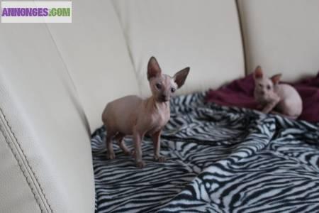 Magnifique chatons sphynx A DONNER