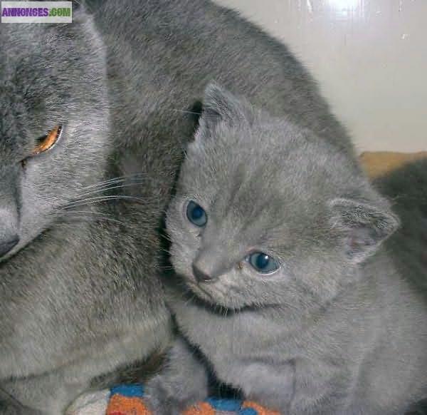03 Magnifiques chatons Chartreux pour vous....