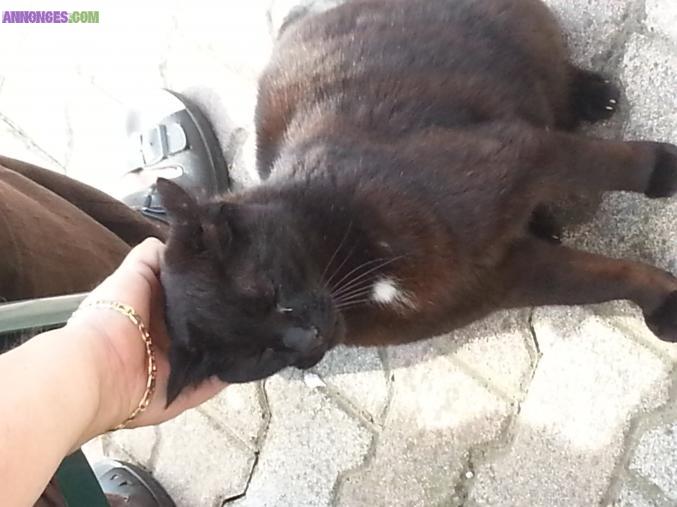 Donne chat (sans race)