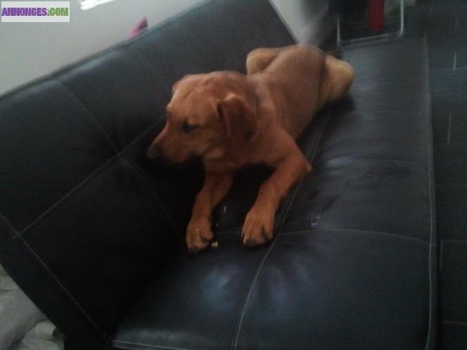 Donne un chien labrador