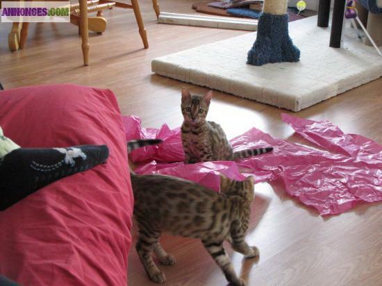 Magnifiques chatons type bengal
