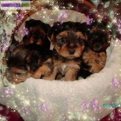 Chiots yorkshire terrier