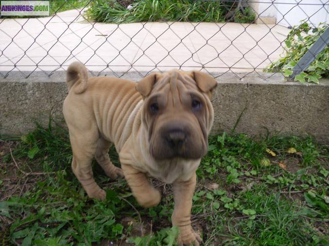 Chiots shar pei LOF