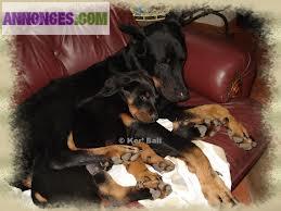 Chiot de type beauceron a donner en adoption