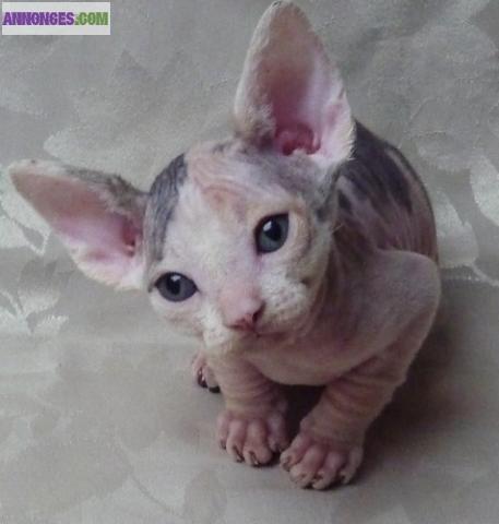 Magnifiques Chatons de race Sphynx (male et femelle).