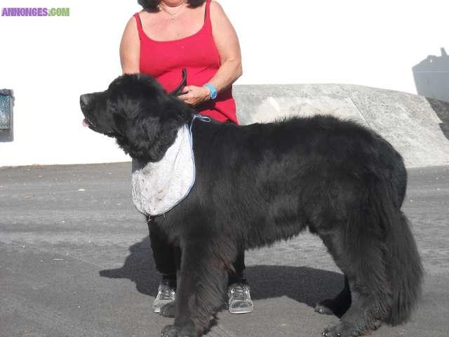 Saillies terre neuve