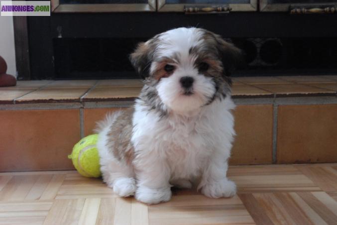 Chiot Shih Tzu Femelle disponible de suite.