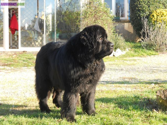 Giovani des sentiers normands  terre neuve  pour saillie