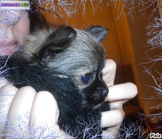 4 mgnifiques chihuahuas LOF  à réserver