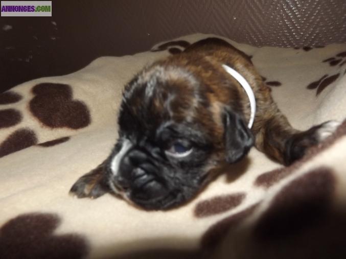 CHIOTS TYPE BOXER NON LOFT