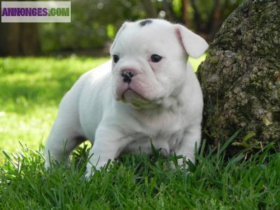 Chiot bouledogue français lof