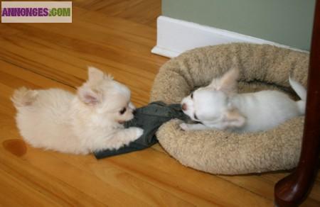 Deux merveilleux chiots type chihuahua