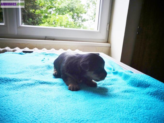 Chiot Yorkshire terrier Non lof à réserver