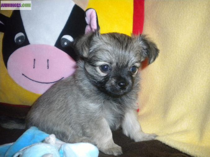 4 mgnifiques chihuahuas LOF  à réserver