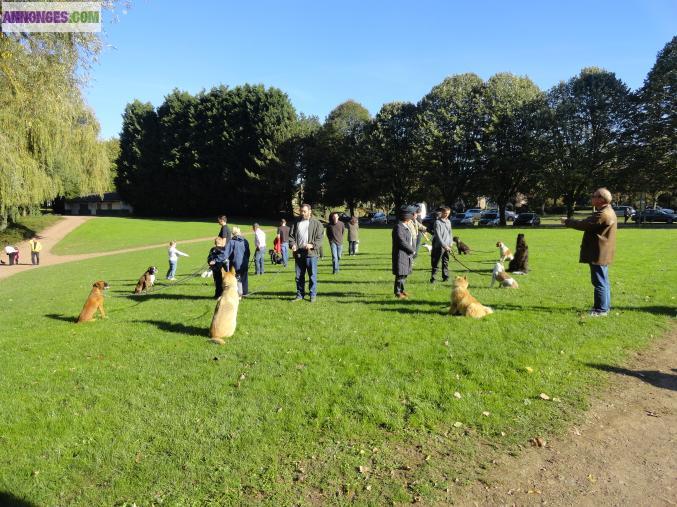 Education canine dressage comportement canin