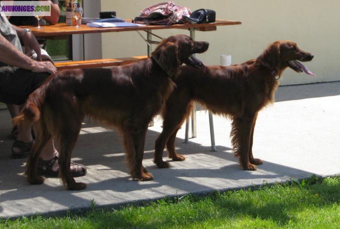 CHIOTS SETTER IRLANDAIS LOF