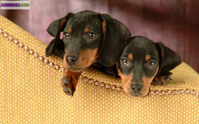 Chiot lof dobermann à réserver