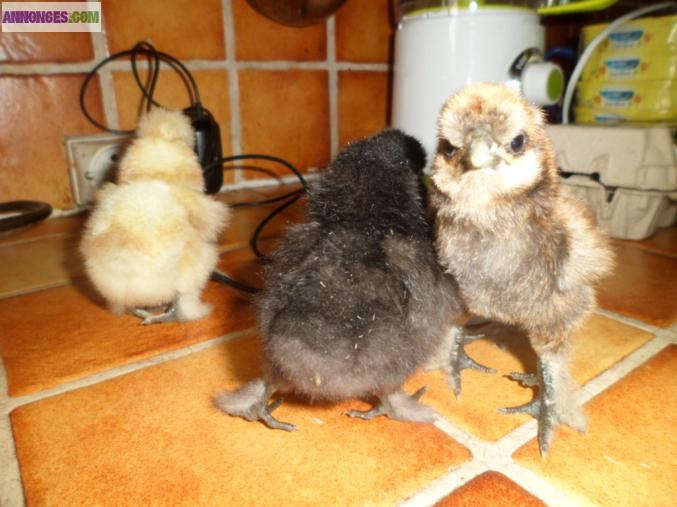 Poule soie a retenir pour aôut