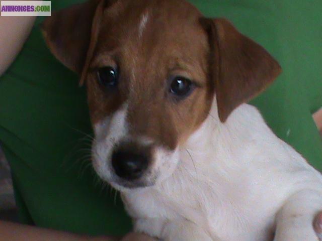 Chiots Jack russel