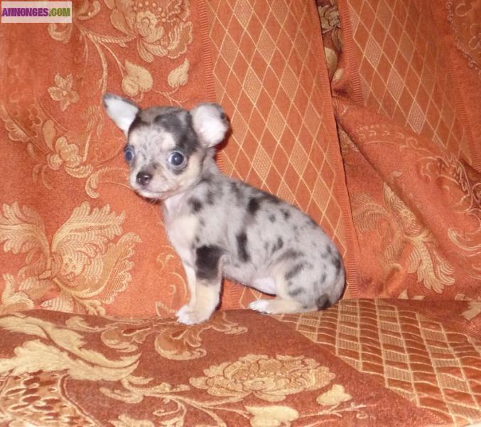 Chiot chihuahua Femelle A donner