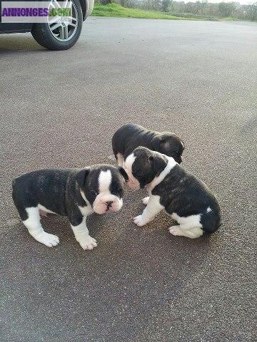 Chiots type bouledogue français