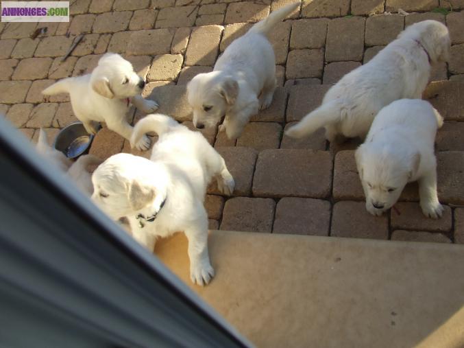 A reserver golden retriever non lof